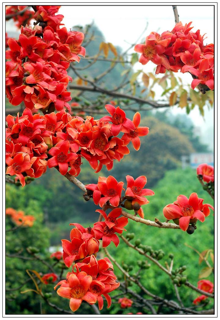 木槿花图片卡通_木槿花图片手绘图片_木槿花图片