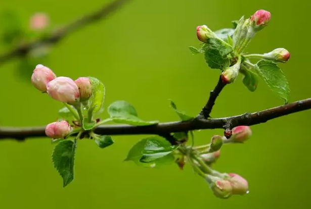 香蕉树是树吗_香蕉树是一年一种吗_香蕉树种是什么