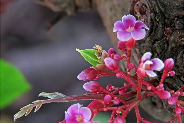 香蕉树是树吗_香蕉树是一年一种吗_香蕉树种是什么