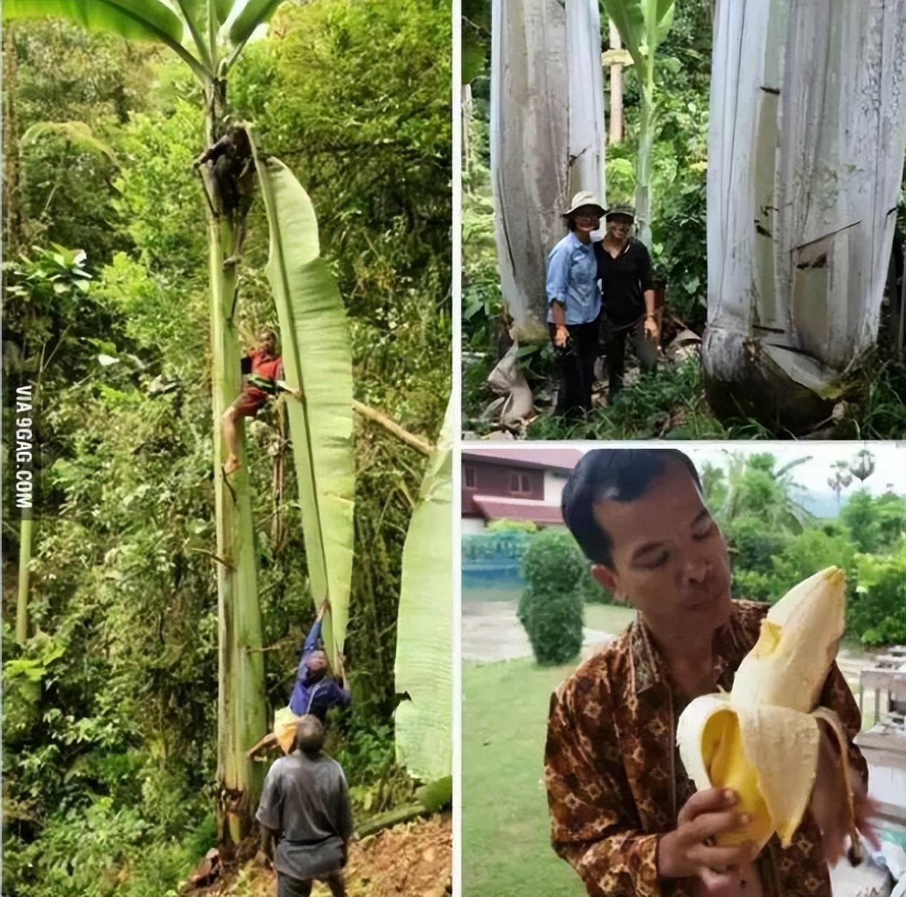 香蕉树是一年一种吗_香蕉树种类_香蕉树是什么科