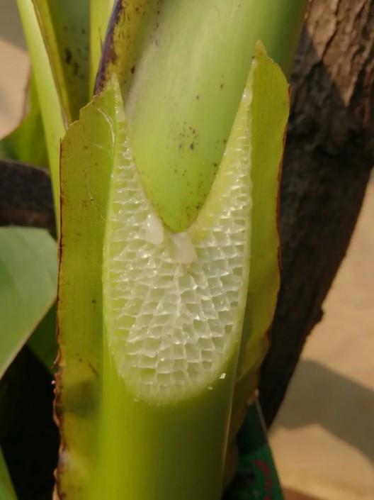 香蕉树种类_香蕉树是什么科_香蕉树是一年一种吗