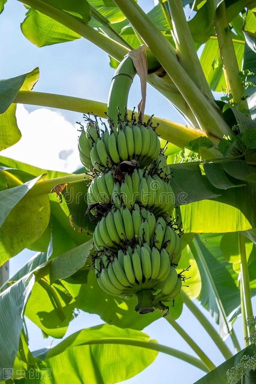 香蕉树是一年一种吗_香蕉树种类_香蕉树是什么科