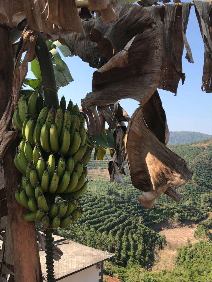 香蕉树是一年一种吗_香蕉树是树吗_香蕉树种类