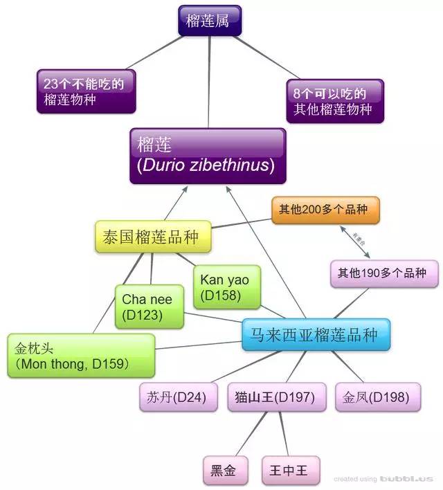 最贵的榴莲是什么品种_榴莲贵品种是什么品种_榴莲贵的品种