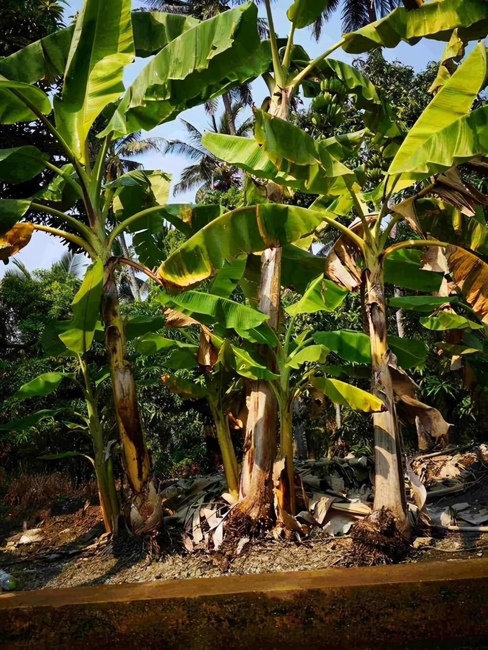 香蕉树是一年一种吗_香蕉树是树吗_香蕉树种类