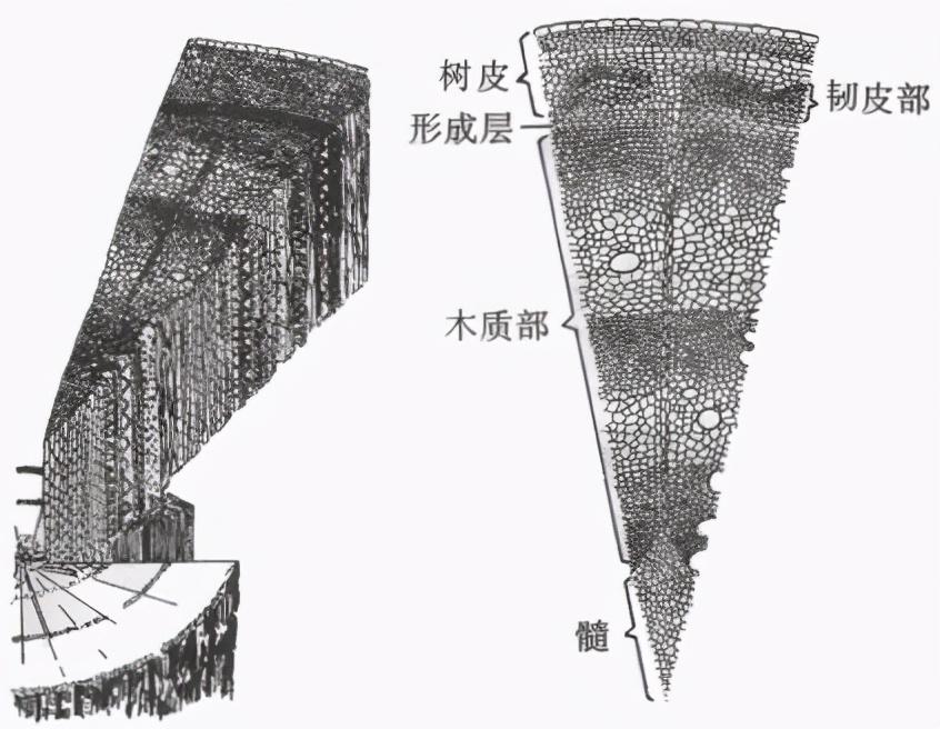 香蕉树种类_香蕉树是树吗_香蕉树是一年一种吗