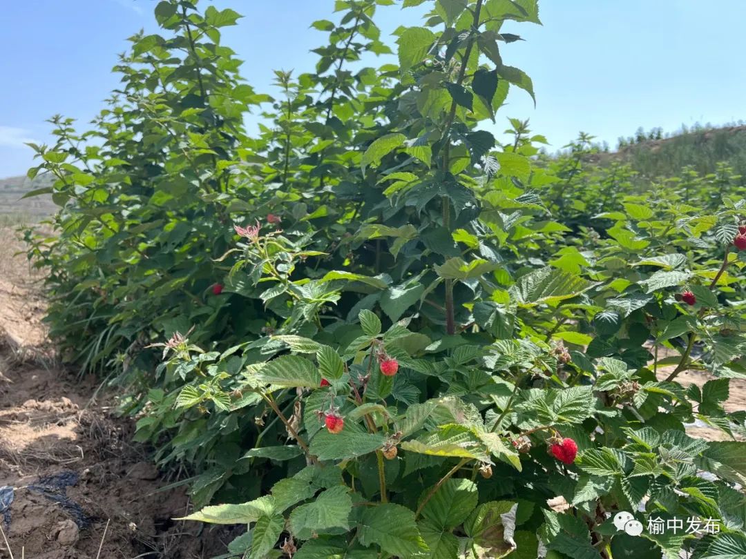 蓝莓成熟季节_成熟月份蓝莓怎么种_蓝莓几月份成熟