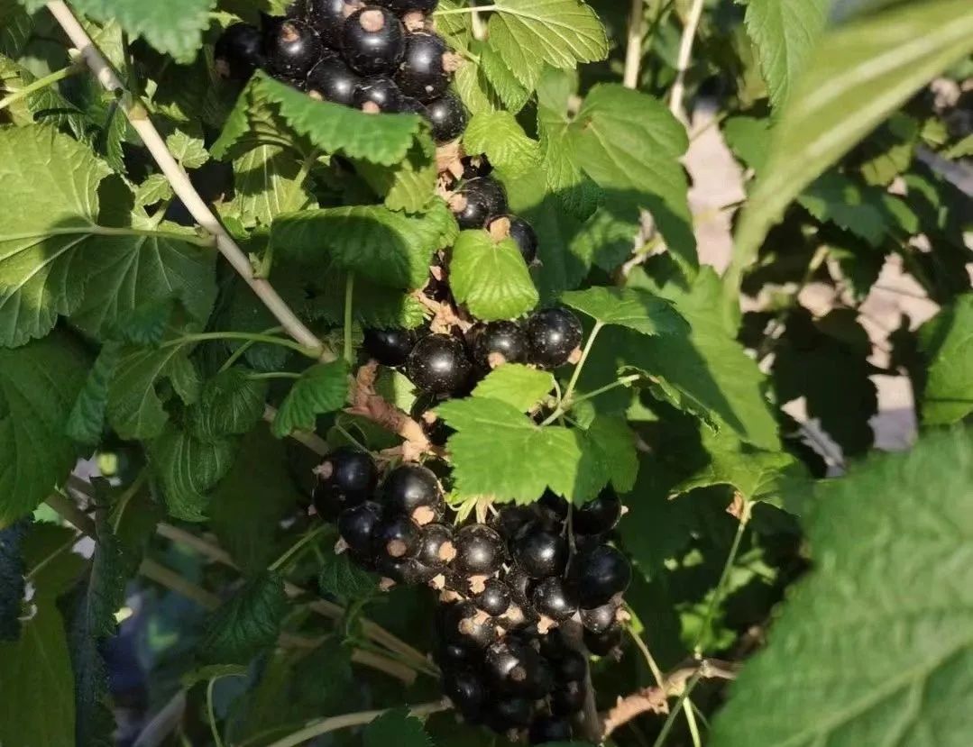 蓝莓几月份成熟_蓝莓成熟季节_成熟月份蓝莓怎么种