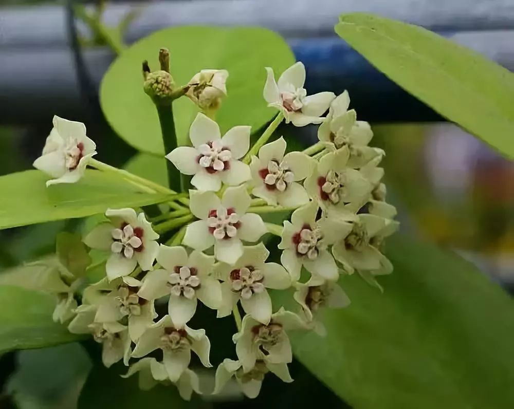 爬藤植物有哪些_爬藤的植物会破坏风水吗_爬藤植物