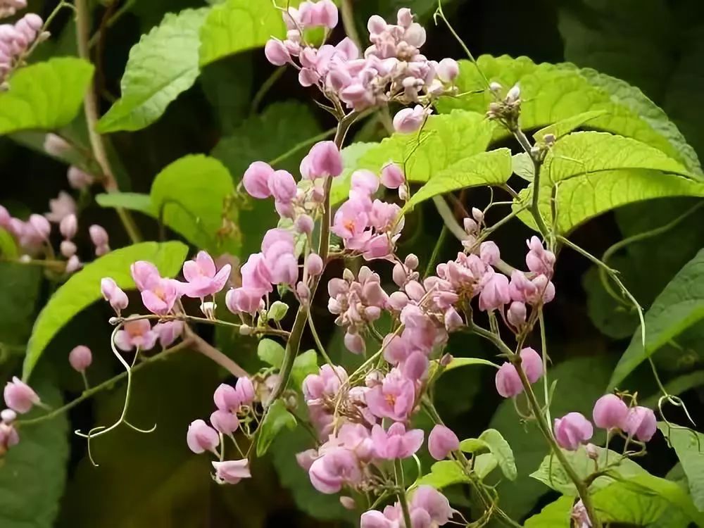 爬藤的植物会破坏风水吗_爬藤植物有哪些_爬藤植物