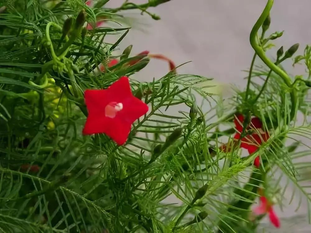 爬藤植物_爬藤植物有哪些_爬藤的植物会破坏风水吗