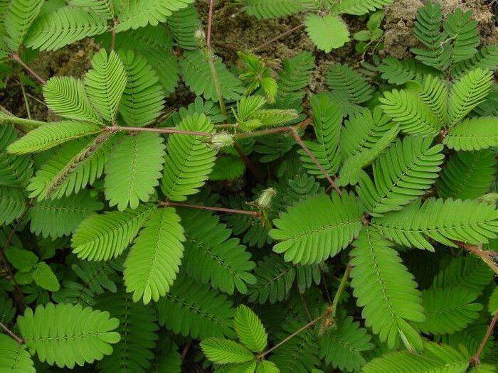 含羞树和含羞草一样吗_含羞草树是什么植物_含羞草树图片