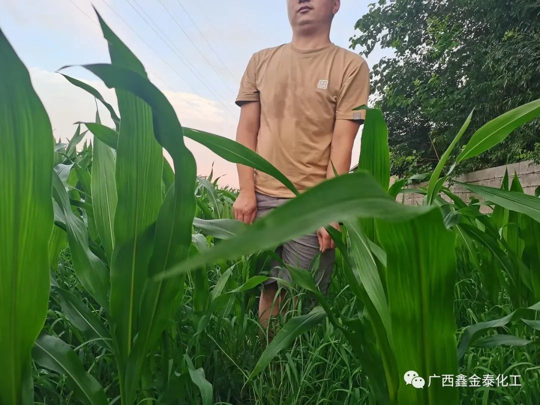 除草剂怎么配方_除草剂怎么配法_除草剂配方