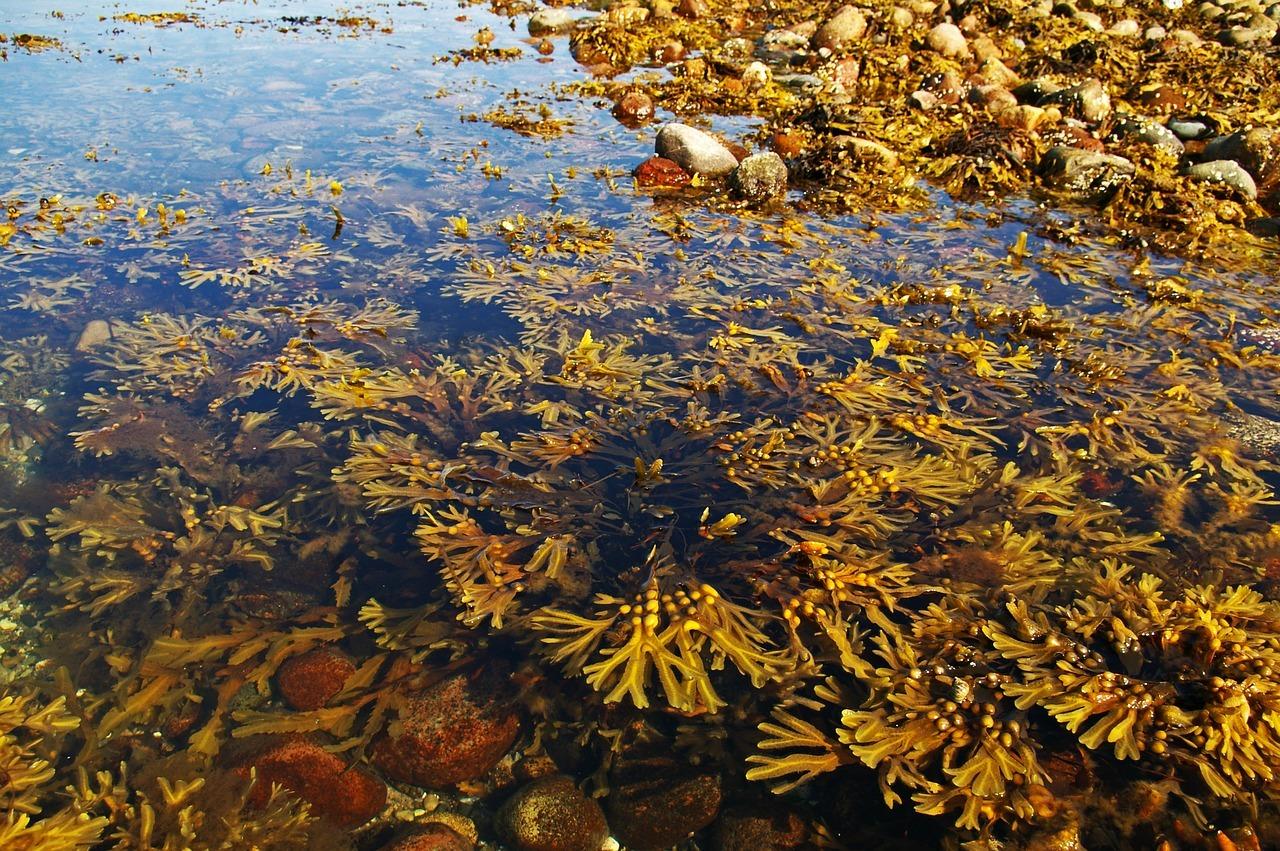 海藻菜的营养价值及功效_海藻菜_海藻菜怎么吃