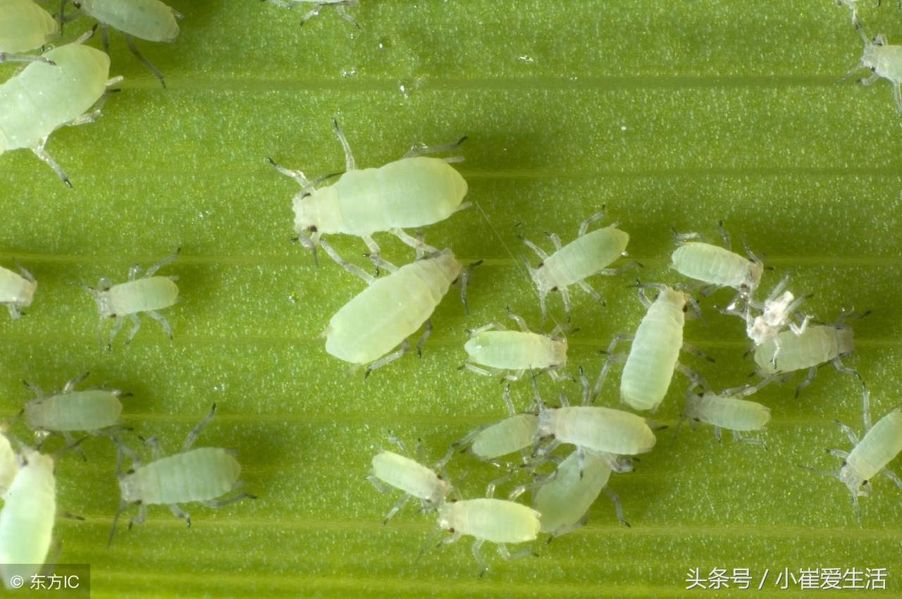 害虫蟋蟀益虫是什么意思_蟋蟀是益虫还是坏虫_蟋蟀是益虫还是害虫