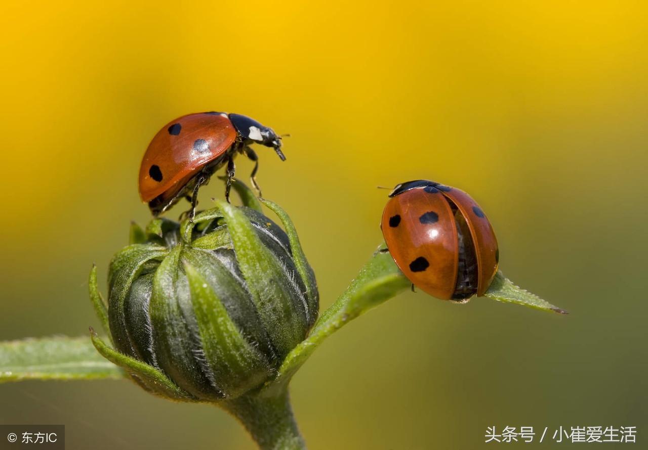 蟋蟀是益虫还是坏虫_蟋蟀是益虫还是害虫_害虫蟋蟀益虫是什么意思