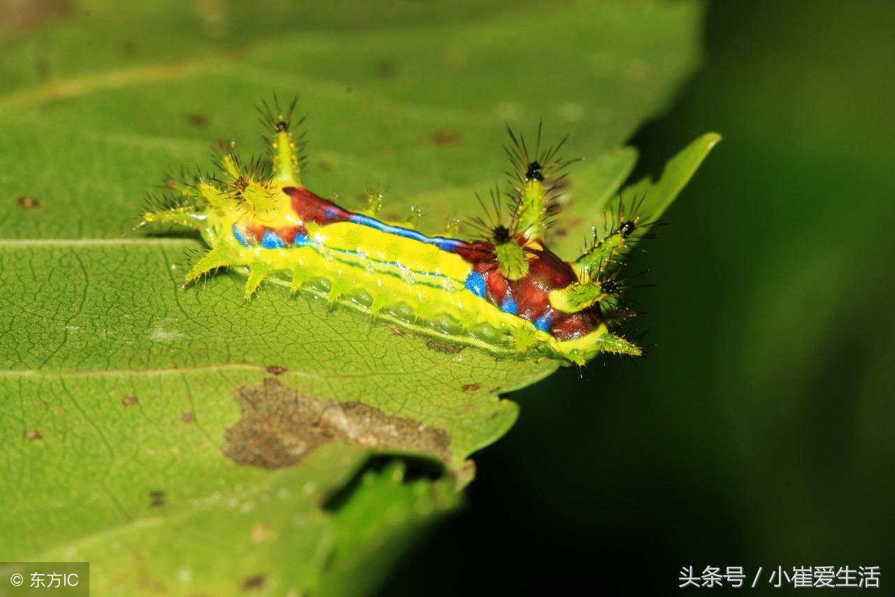 害虫蟋蟀益虫是什么意思_蟋蟀是益虫还是坏虫_蟋蟀是益虫还是害虫