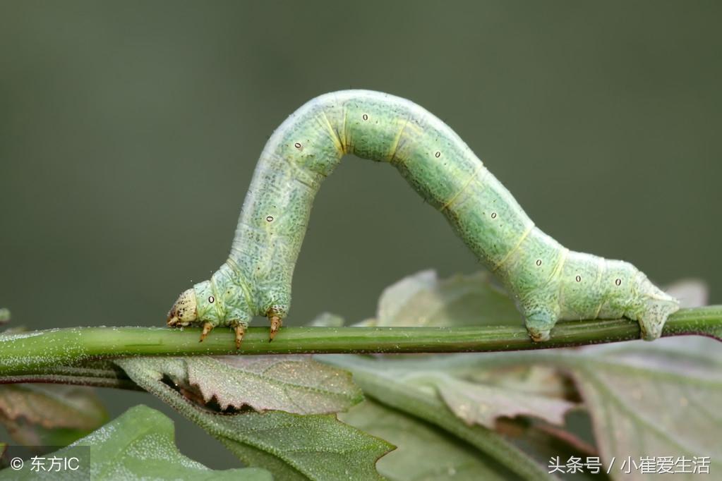 蟋蟀是益虫还是坏虫_害虫蟋蟀益虫是什么意思_蟋蟀是益虫还是害虫