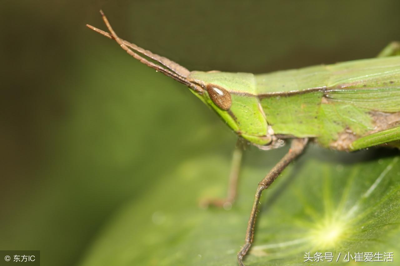 蟋蟀是益虫还是害虫_害虫蟋蟀益虫是什么意思_蟋蟀是益虫还是坏虫