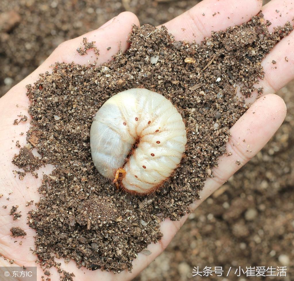 害虫蟋蟀益虫是什么意思_蟋蟀是益虫还是害虫_蟋蟀是益虫还是坏虫