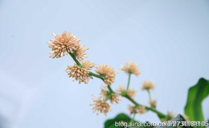 开花巴西铁树怎么养_巴西铁树开花_开花巴西铁树怎么养护