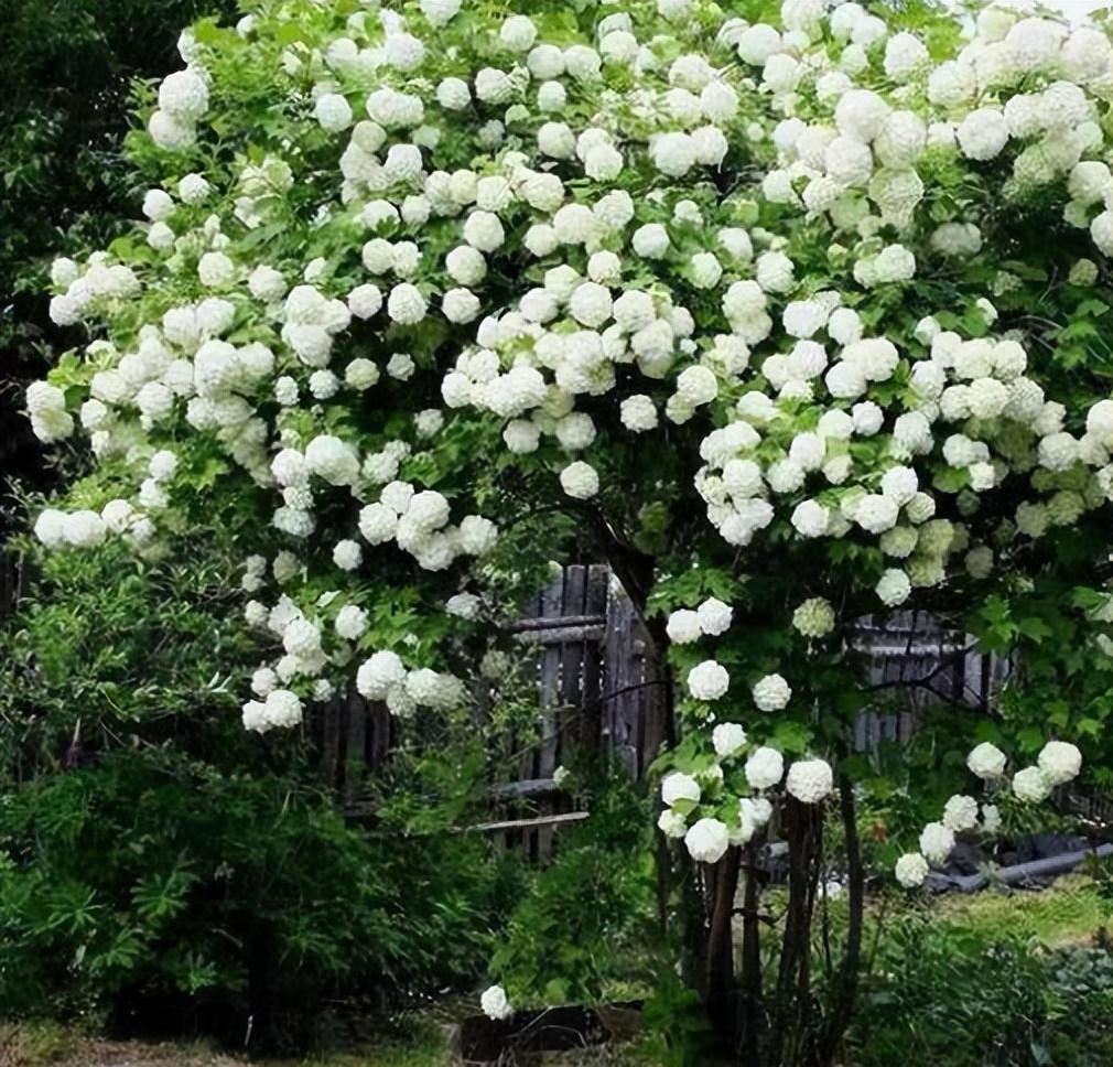 什么室内花卉耐寒喜阴_喜阴耐寒的室外植物花卉有哪些_喜阴耐寒的室外花卉植物