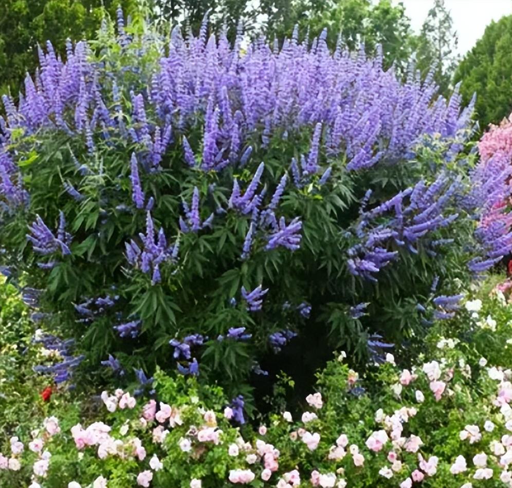 什么室内花卉耐寒喜阴_喜阴耐寒的室外植物花卉有哪些_喜阴耐寒的室外花卉植物