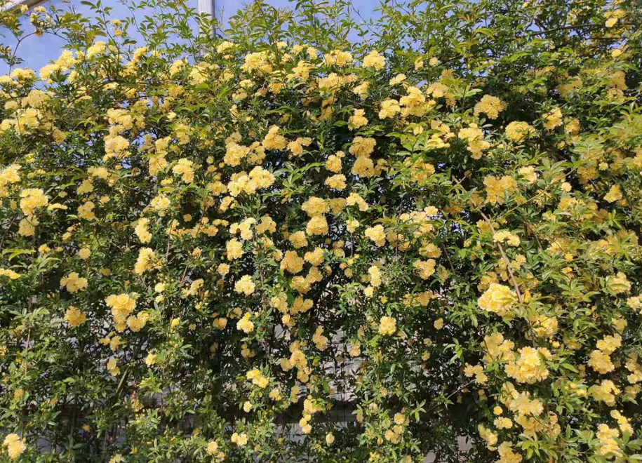 什么室内花卉耐寒喜阴_喜阴耐寒的室外花卉植物_喜阴耐寒的室外植物花卉有哪些