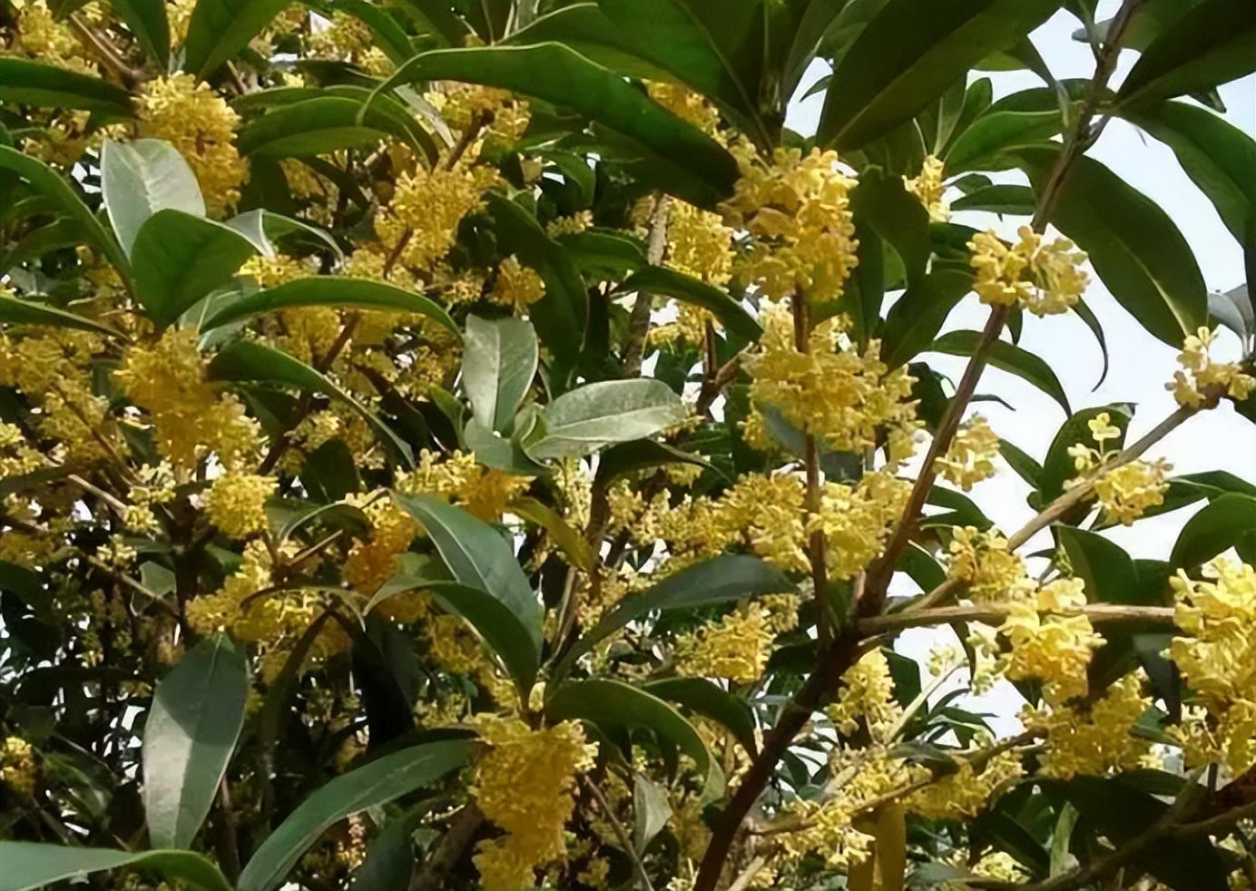 什么室内花卉耐寒喜阴_喜阴耐寒的室外花卉植物_喜阴耐寒的室外植物花卉有哪些