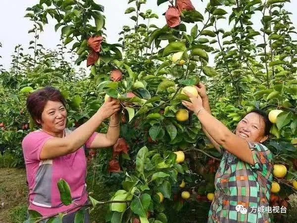 黄金梨几月份成熟_梨的成熟月份_梨的成熟期是几月