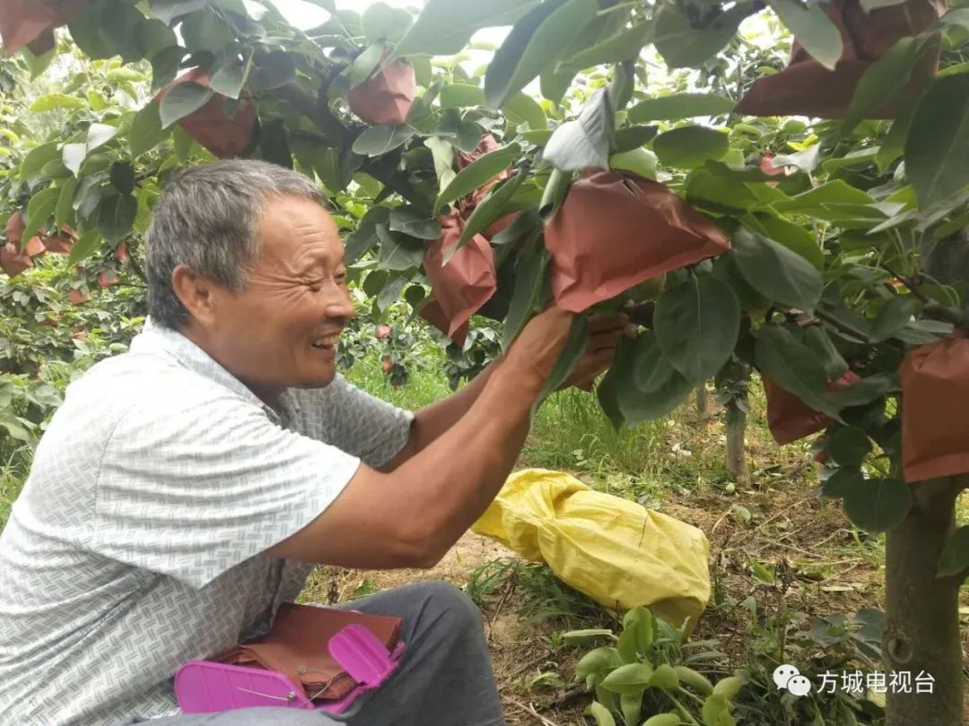 梨的成熟月份_黄金梨几月份成熟_梨的成熟期是几月