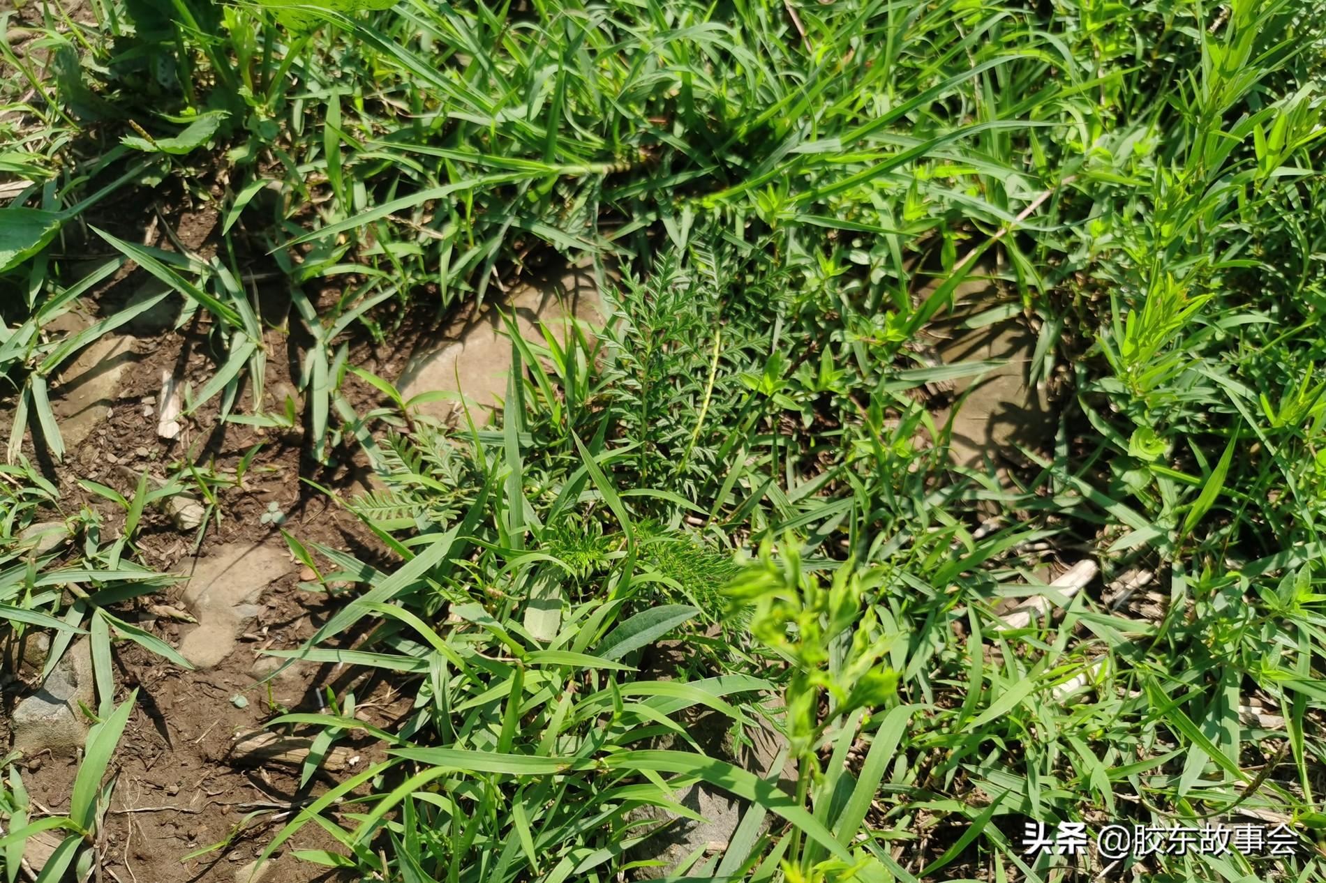 欧李种植骗局_欧李_欧李果图片