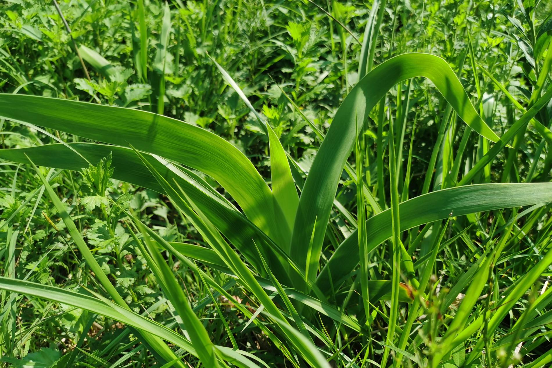 欧李果图片_欧李种植骗局_欧李