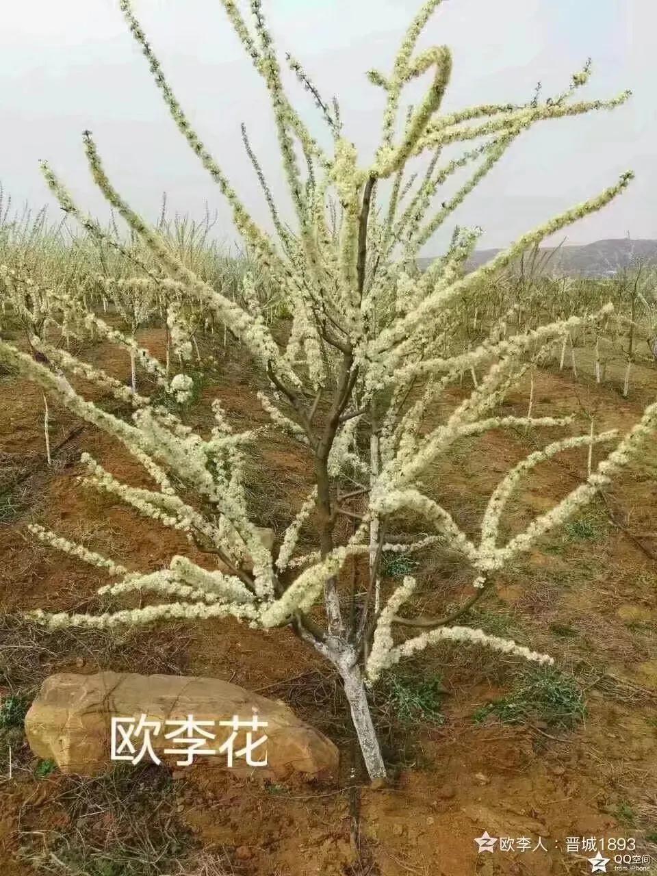 欧李_欧李种植骗局_欧李果