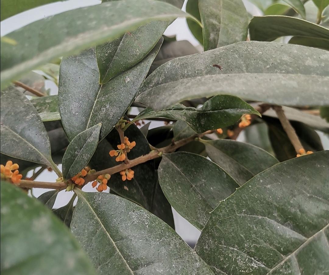 桂花什么时候开花_桂花开花时候怎么养护_桂花开花时候可以施肥吗