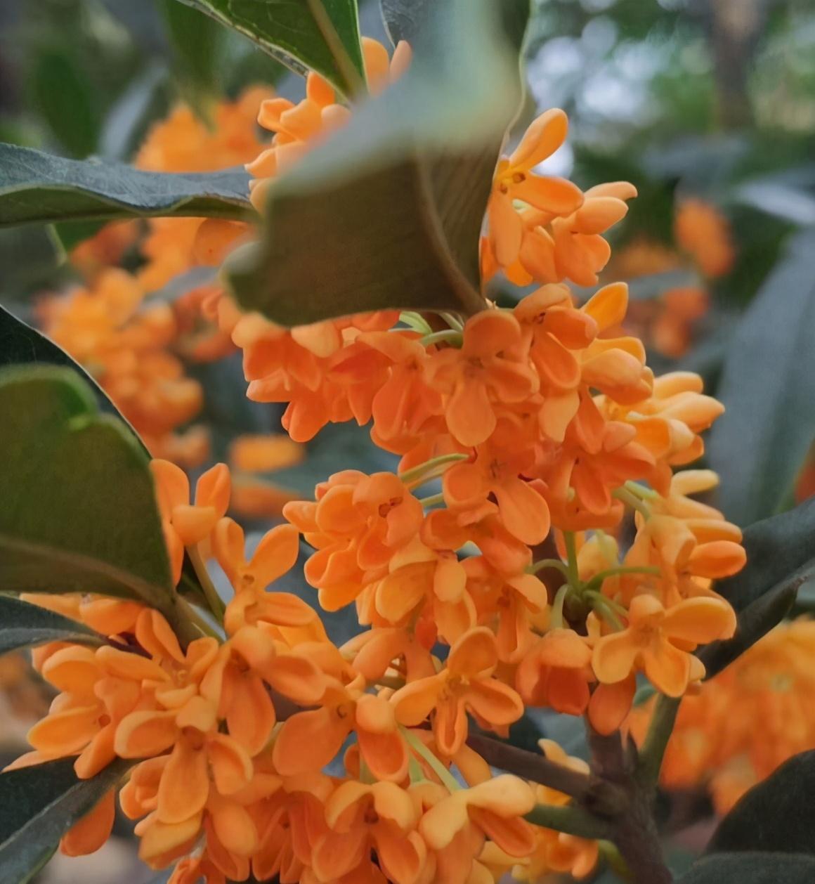 桂花什么时候开花_桂花开花时候怎么管理_桂花开花时候能浇水吗