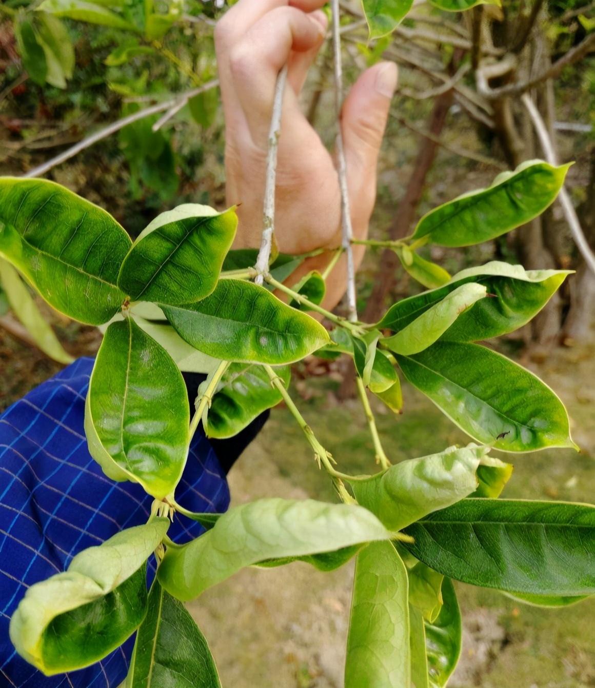 桂花开花时候怎么管理_桂花开花时候能浇水吗_桂花什么时候开花