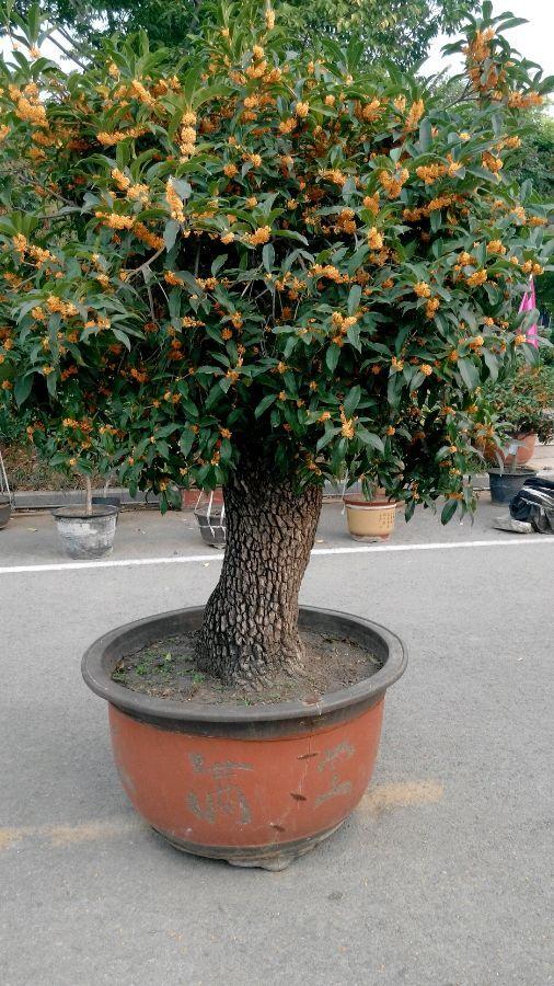 桂花什么时候开花_桂花开花时候能浇水吗_桂花开花时候怎么管理