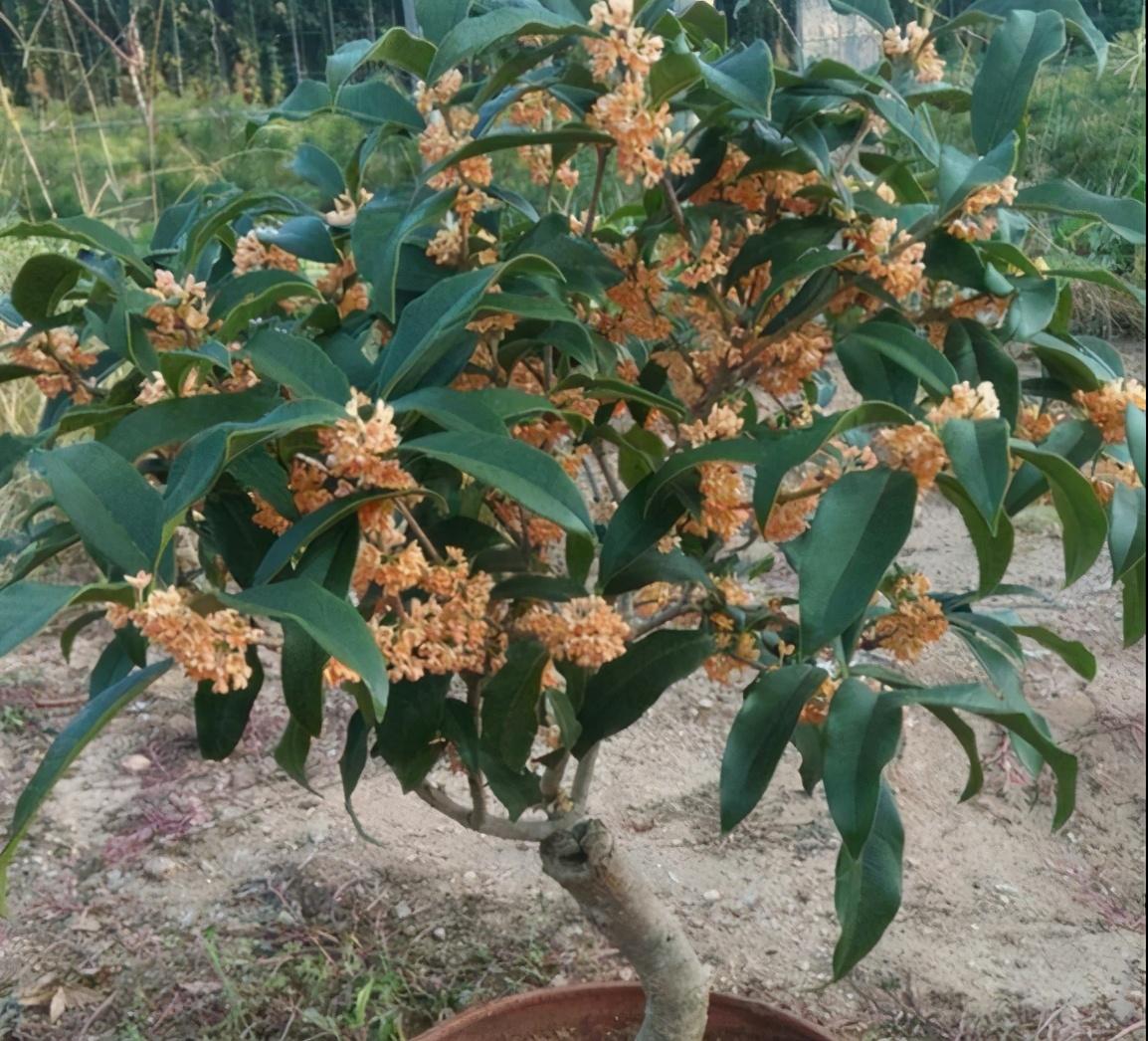 桂花什么时候开花_桂花开花时候怎么管理_桂花开花时候能浇水吗