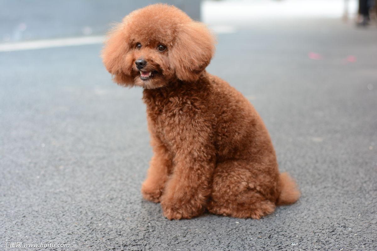 狗的品种_品种狗都有哪些_柯基犬是哪个国家的品种狗