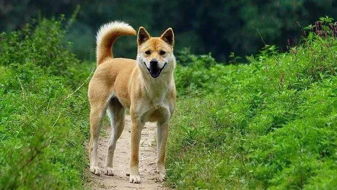 柯基犬是哪个国家的品种狗_品种狗都有哪些_狗的品种