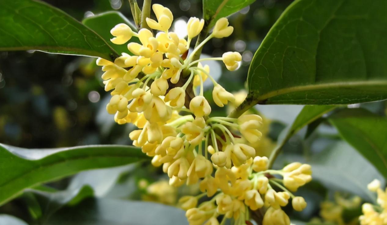 桂花开花时候怎么养护_桂花开花时候可以施肥吗_桂花什么时候开花