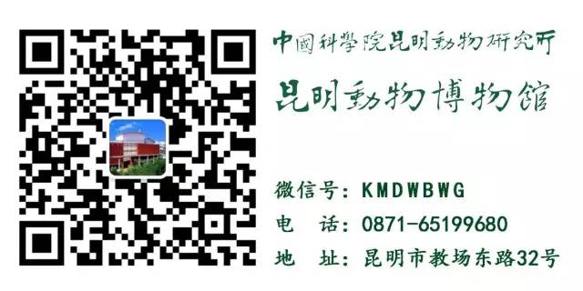 孔雀是国家几级保护动_孔雀是国家几级保护动物_孔雀保护动物等级