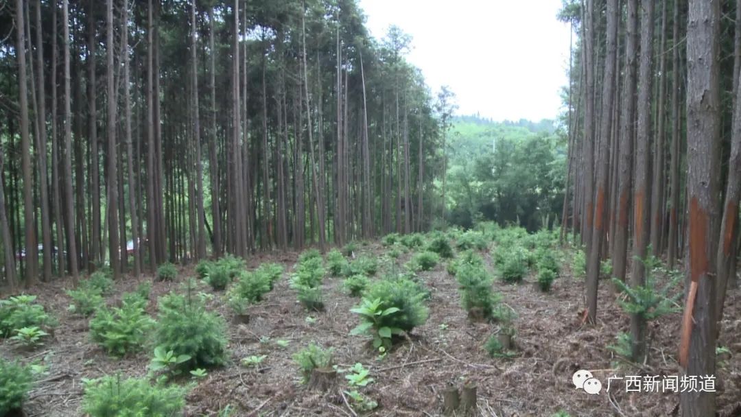 山杉树价格_杉树_杉树图片