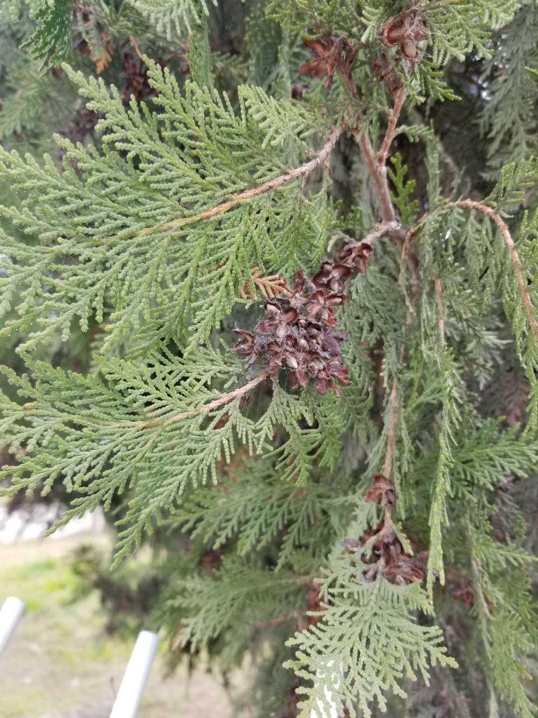 种子植物_种子植物繁殖方式_种子植物和被子植物的区别