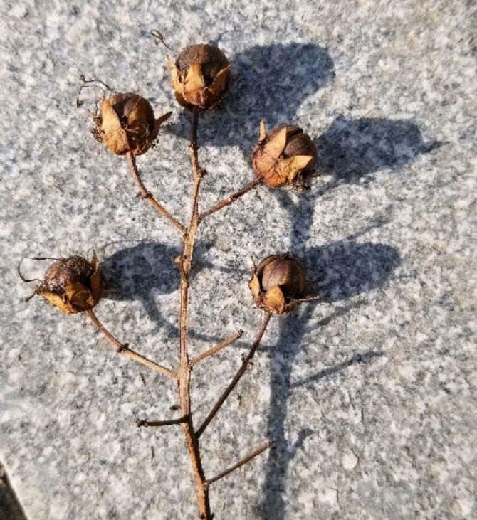 种子植物_种子植物和被子植物的区别_种子植物繁殖方式