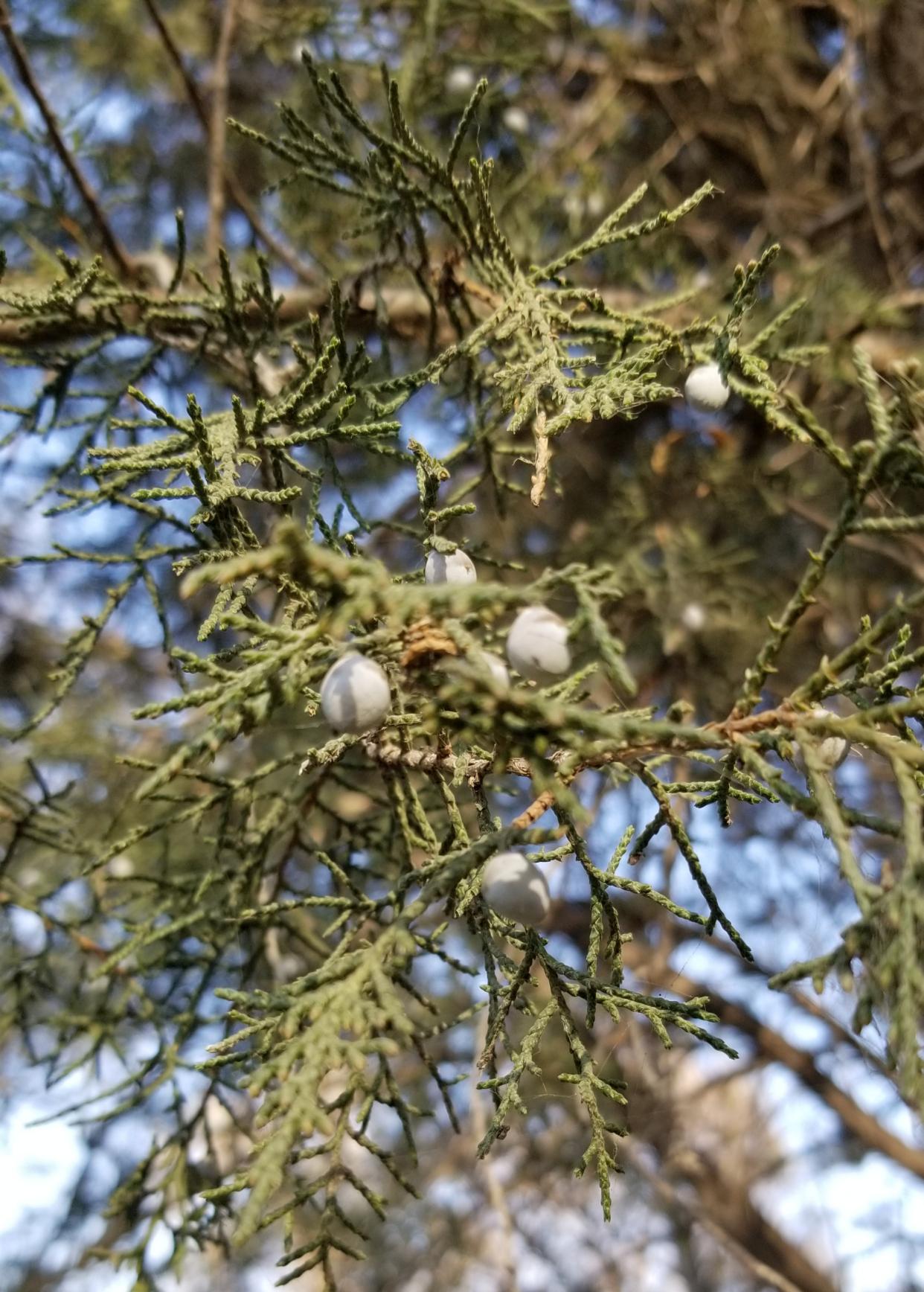 种子植物_种子植物和被子植物的区别_种子植物繁殖方式