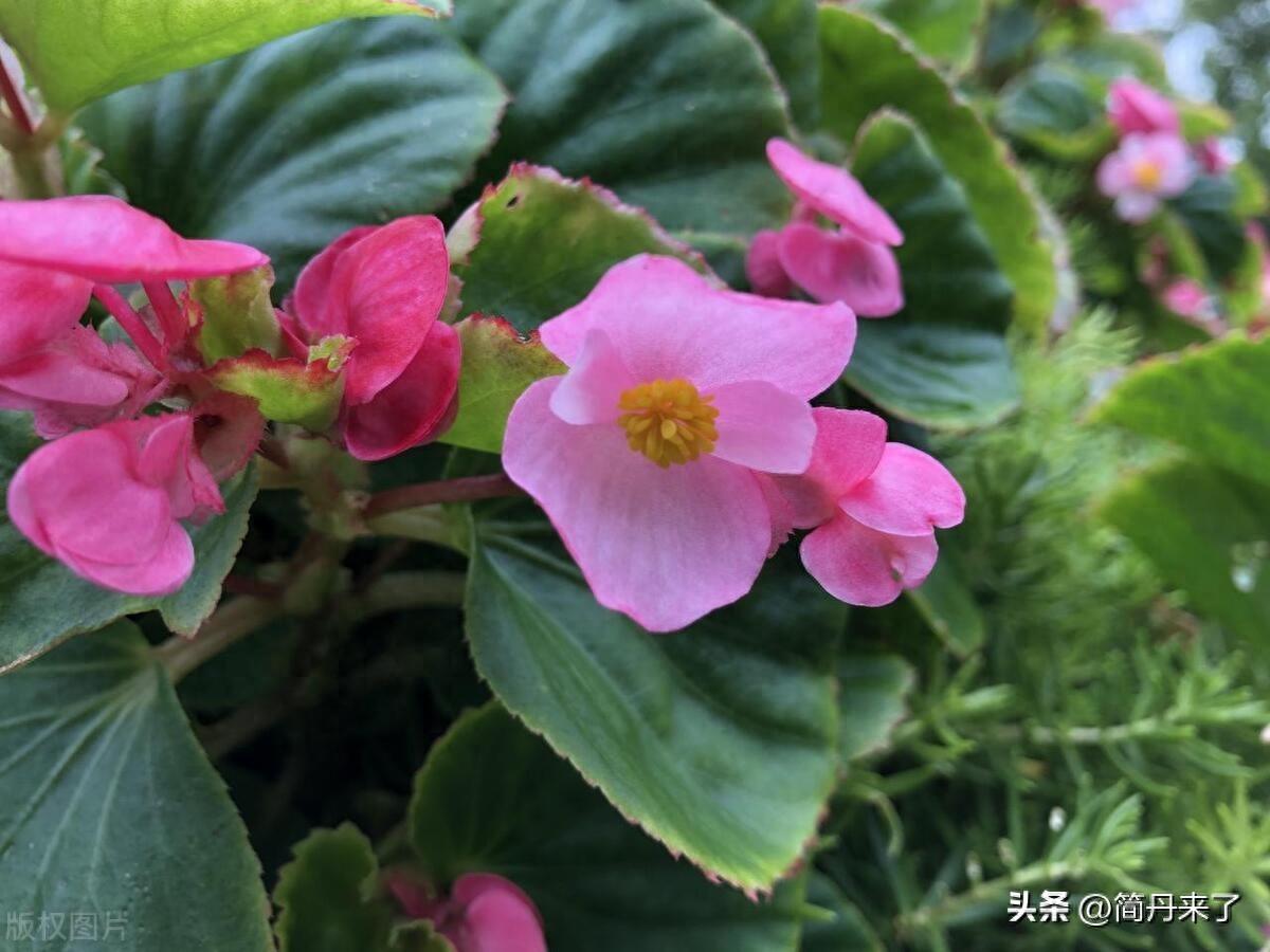 种子植物和被子植物的区别_种子植物_种子植物包括哪两大类