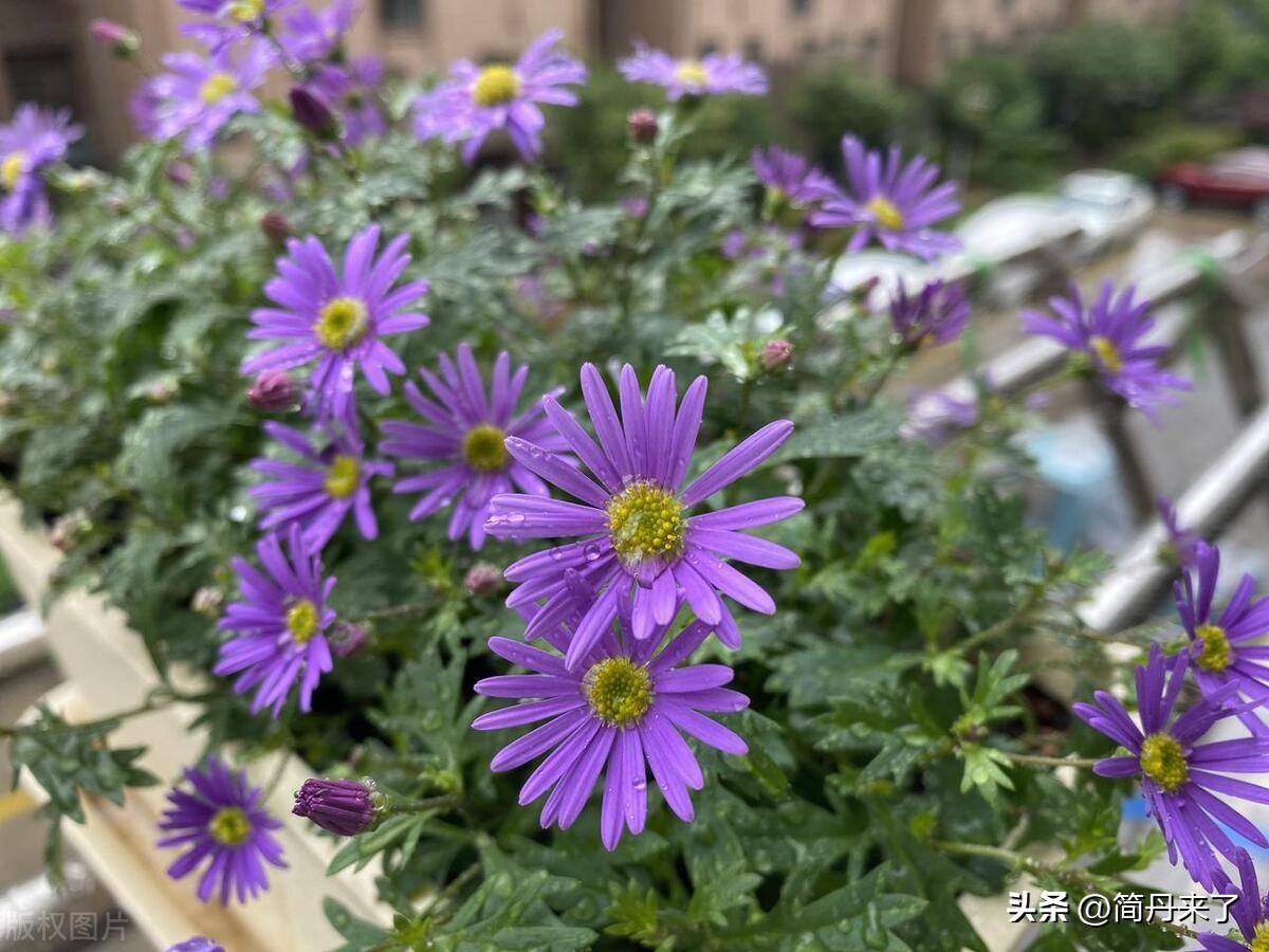 种子植物包括哪两大类_种子植物和被子植物的区别_种子植物