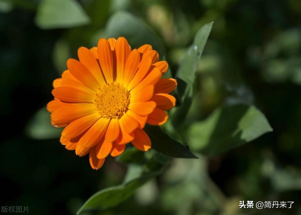 种子植物包括哪两大类_种子植物_种子植物和被子植物的区别